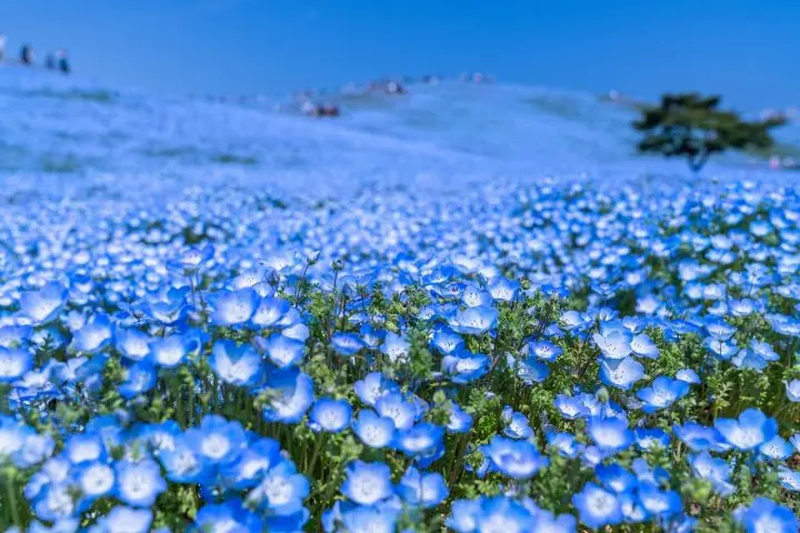 La hermosa floración de las Nemophila en Japón está regalando paisajes increíbles.

Los fanáticos han comparado esta atmósfera nostálgica y mágica con los viajes de "Sousou no Frieren", llamándolo un verdadero "Paraíso Azul" en la Tierra.