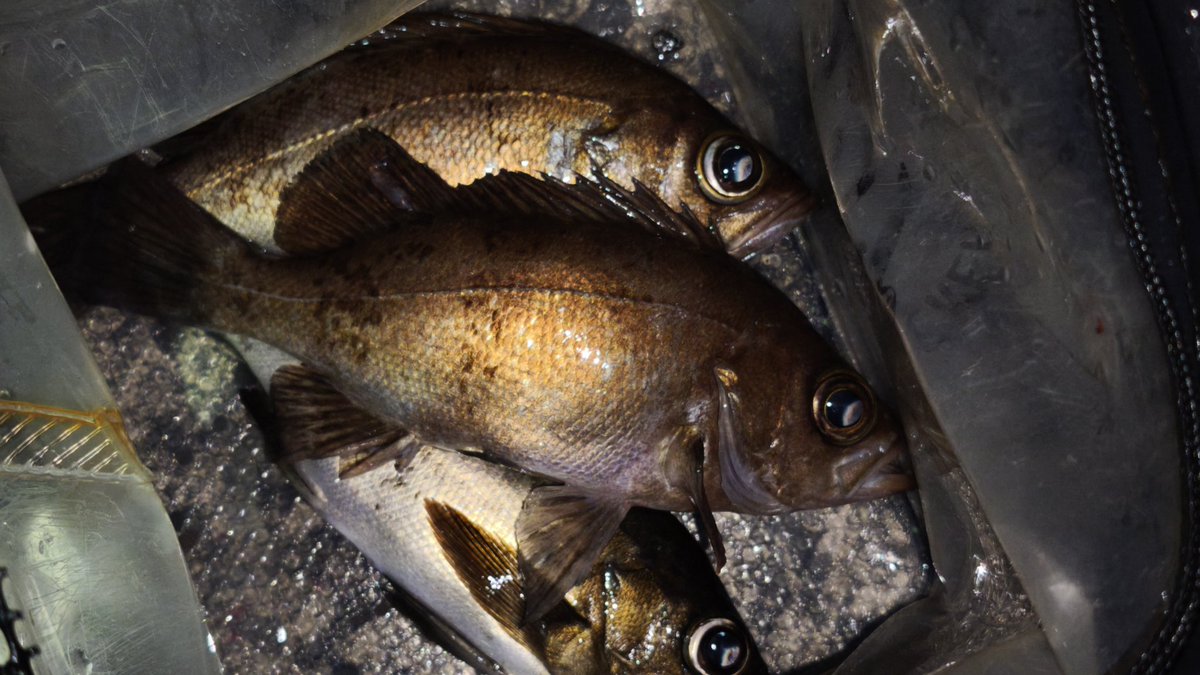 FishingUz's tweet photo. 久しぶりに釣りに行けた

が、アジ釣れず、、、

それでもめちゃくちゃ楽しかった

大潮の影響なのか分からないが

表層付近を

アオリイカとコウイカが泳いでた

春だね

次はエギ持って行こう（たぶん釣れない）

#アジング https://t.co/VykPDVZPH9
