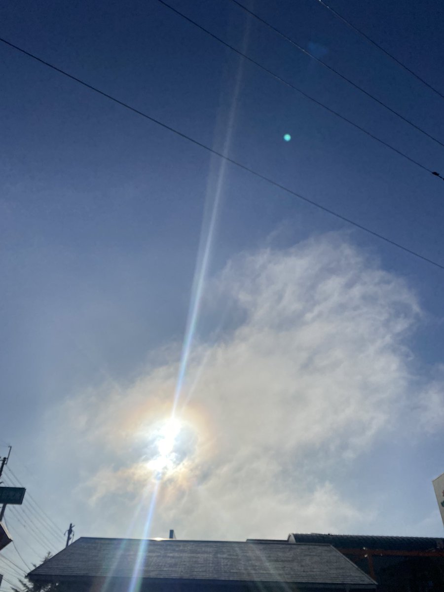 チワワのジェリーたん tweet media