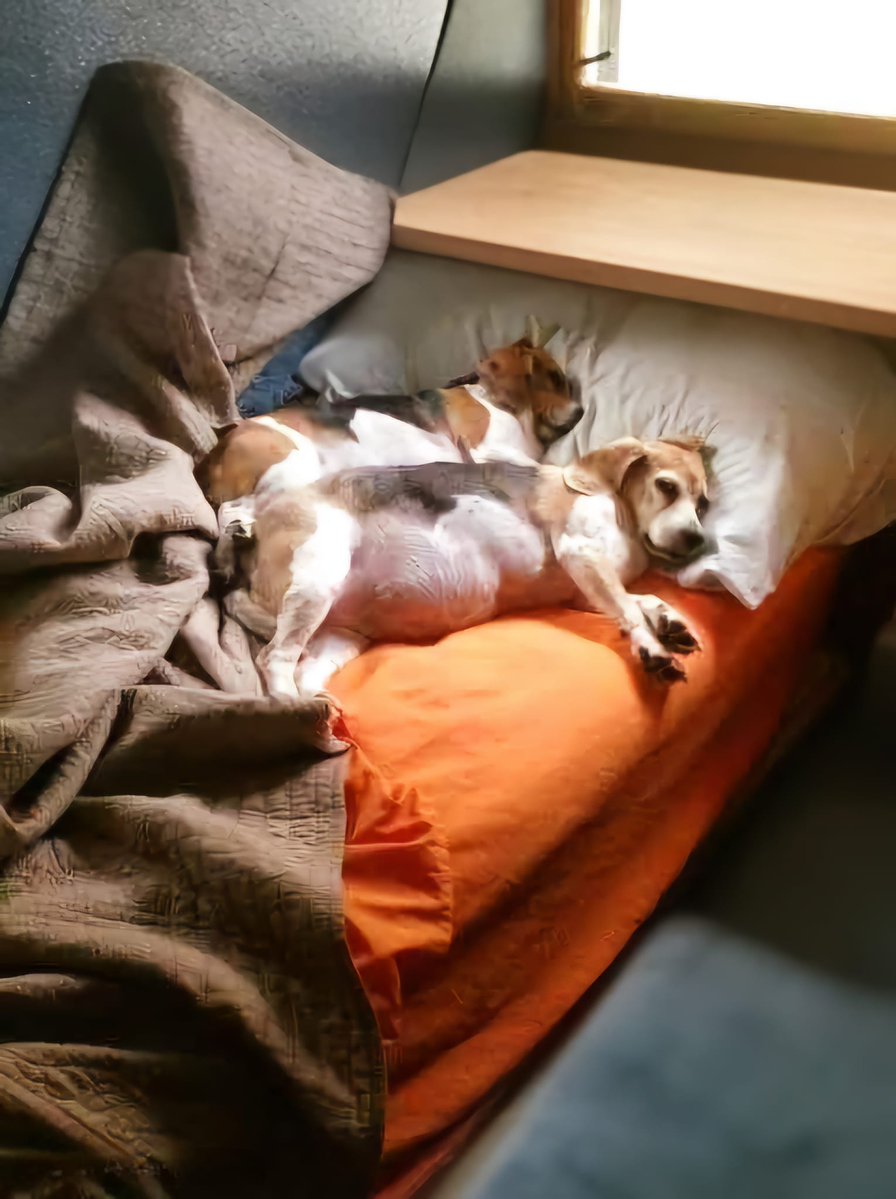 Dog Lovers tweet media