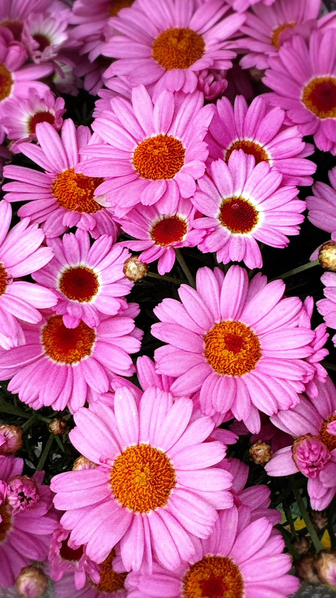 へなㄘょこ tweet media