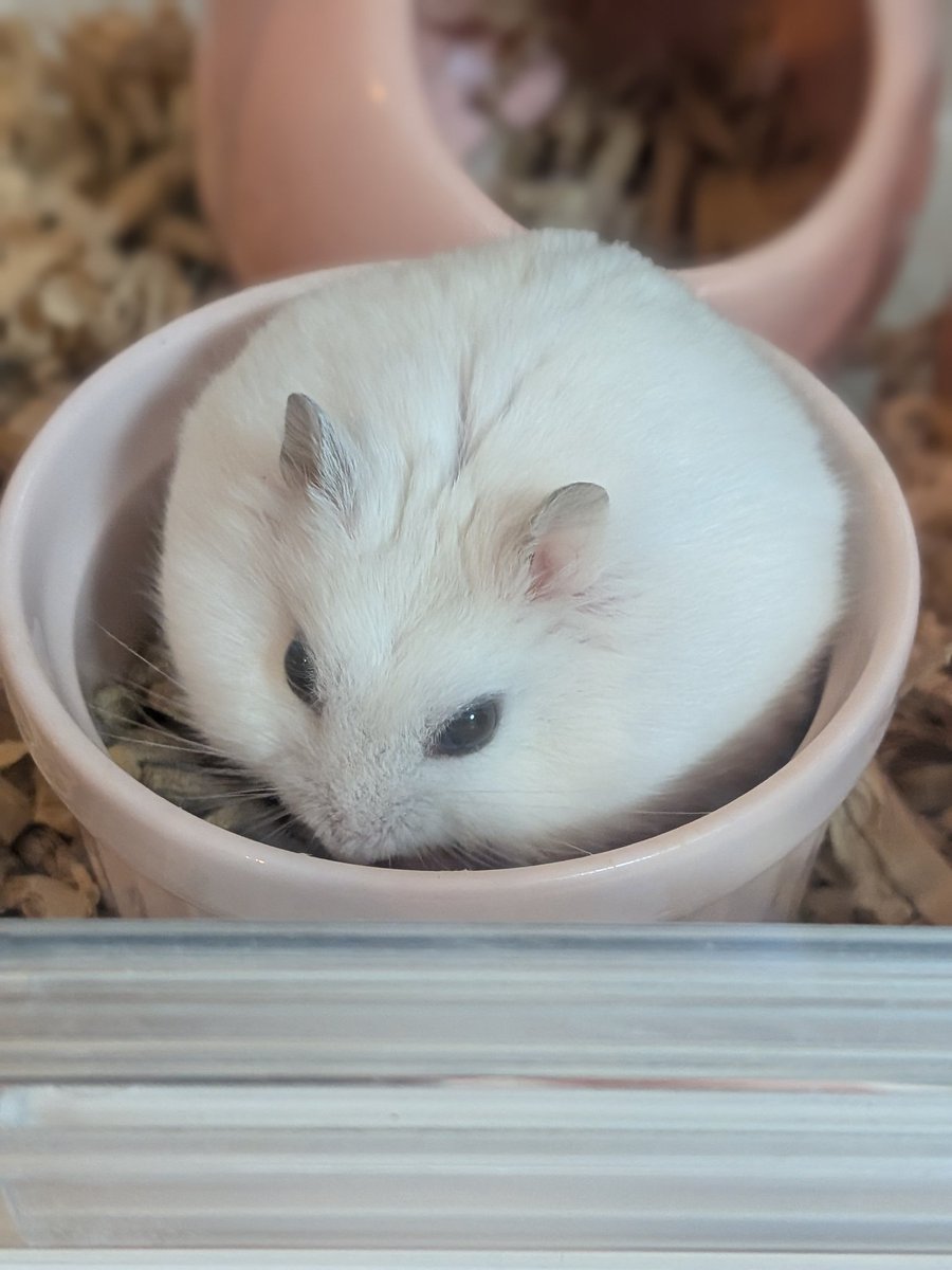 豚もちというより豚まん