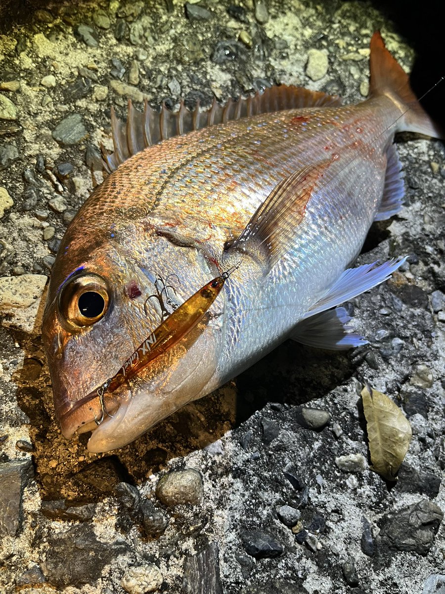 source_otafuku's tweet photo. ファーストフォールからじゃれてきたやつをツンツンと巻きで食わせるタイジグ的な https://t.co/8CVxSir6Me