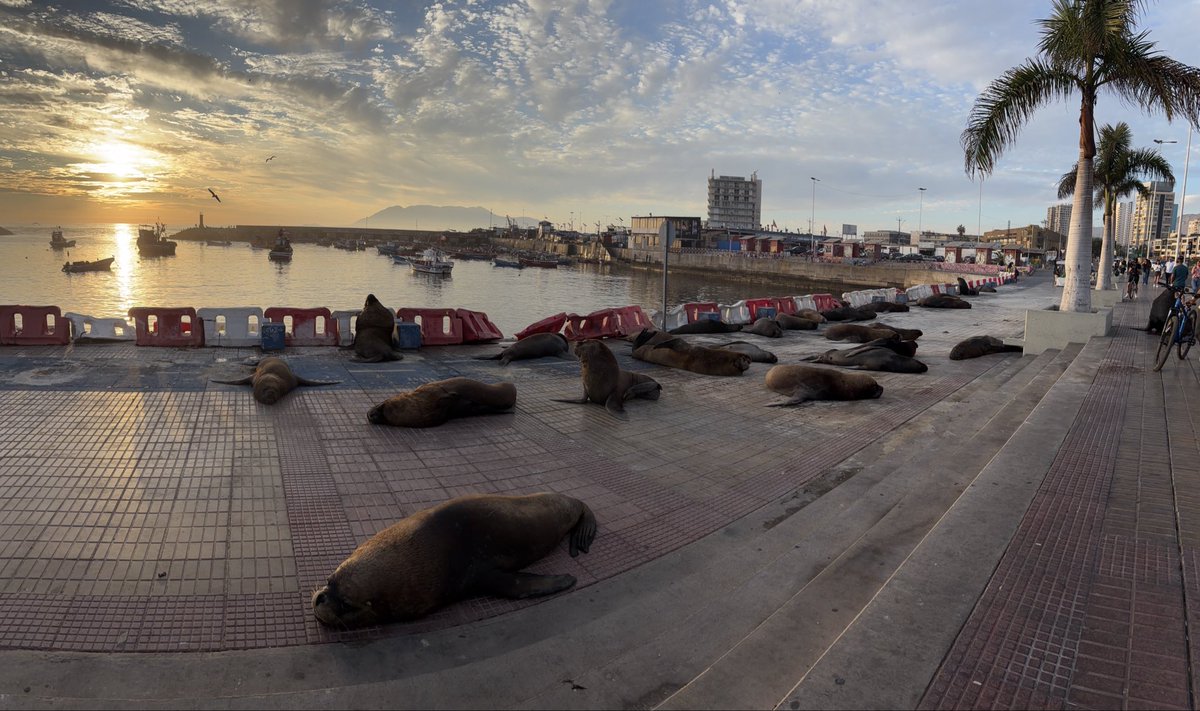 ConstanzaExi's tweet photo. Antofacosas #antofagasta https://t.co/dxQlH0nJOe
