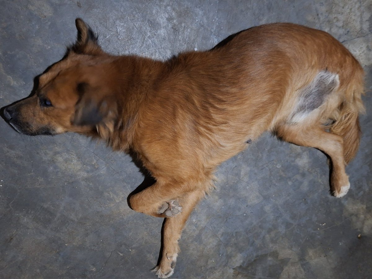 Profe Pedro ⚡️ tweet media