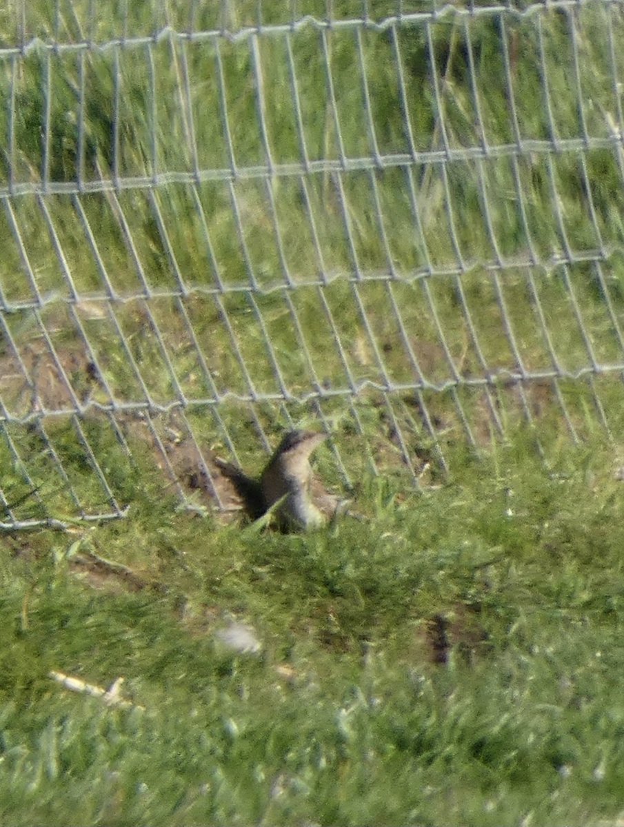 johnjayf's tweet photo. It's been a rogues' gallery day today on Wirral with a half hidden cetti, bad hair day mandarin and squint and you might just see it wryneck. Thank you to the very nice guy at Burton who let me see it properly through his scope. @CAWOSBirding https://t.co/UhMNYn3YGB