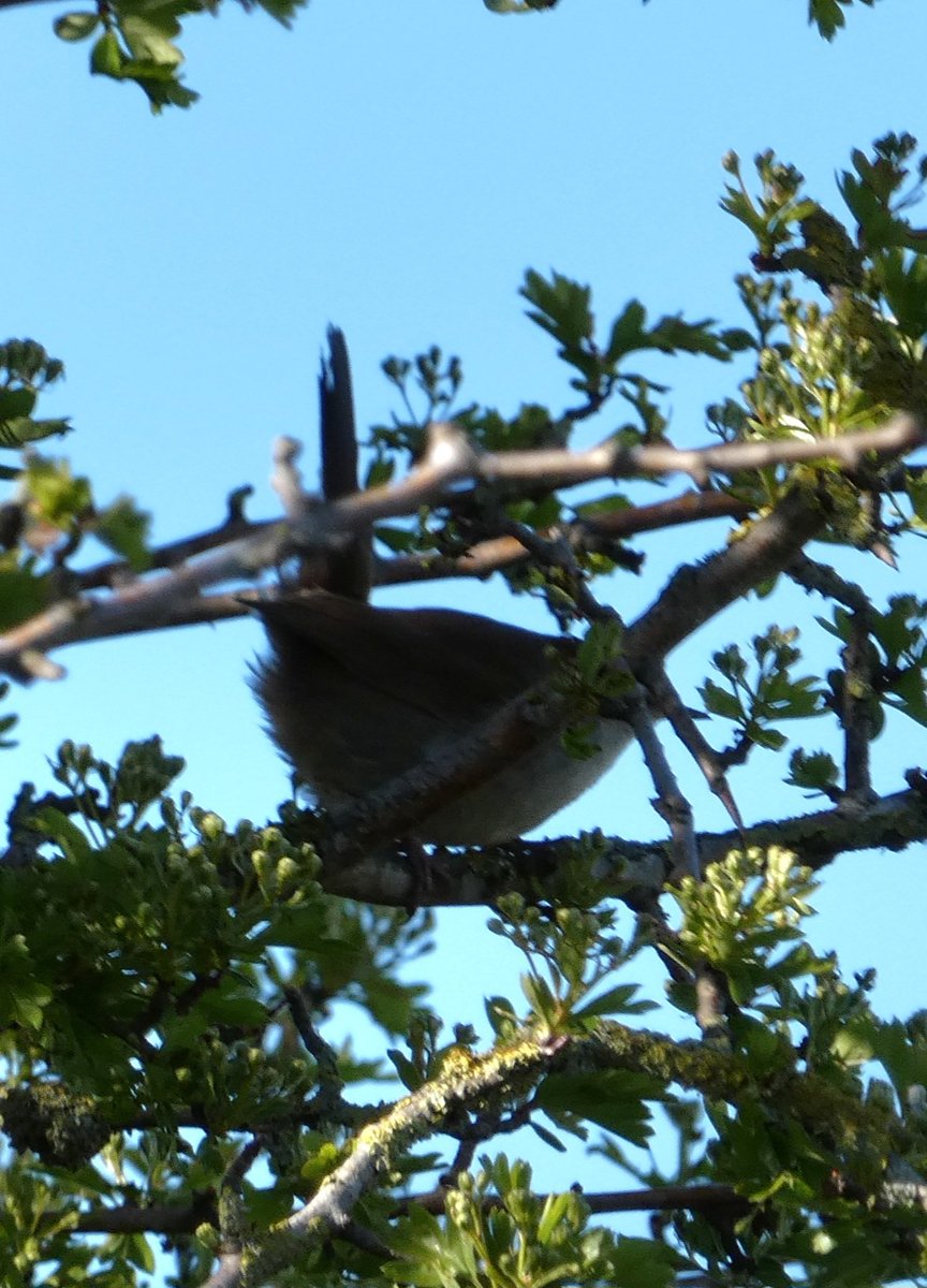 johnjayf's tweet photo. It's been a rogues' gallery day today on Wirral with a half hidden cetti, bad hair day mandarin and squint and you might just see it wryneck. Thank you to the very nice guy at Burton who let me see it properly through his scope. @CAWOSBirding https://t.co/UhMNYn3YGB