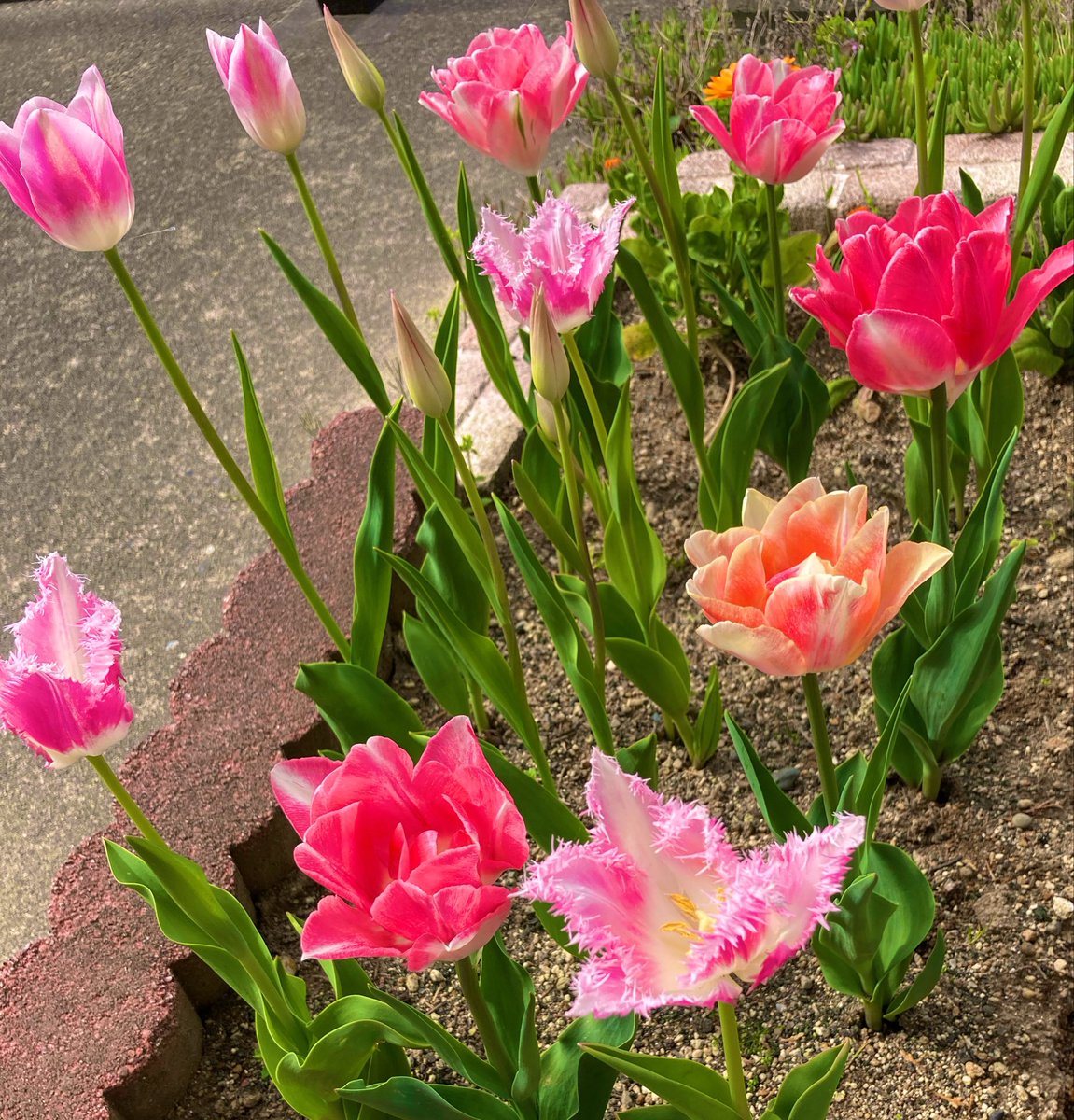 まぁゆ🌸 tweet media