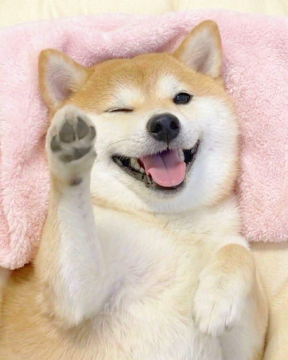 柴犬·͜·♡もも tweet media