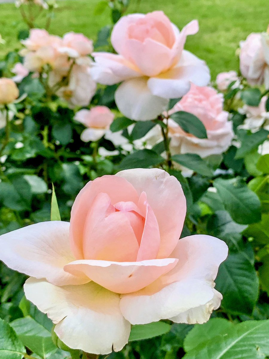 『朝ですね☀️』とご挨拶している
みたい…😊🍀✨
(アンドレ ル ノートル🌹🇫🇷
 実際に撮ったのはお昼です…😉)
#TLを花でいっぱいにしよう
#キリトリセカイ
#中之島バラ園 #5月