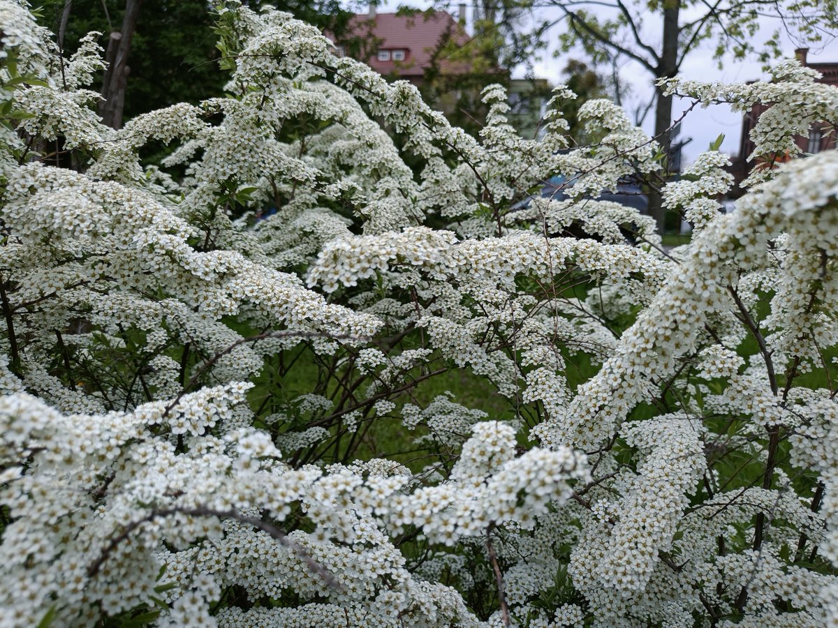 IrynaFlow's tweet photo. Spring feels softer when spirea blooms.
They call it the "bride" for a reason.
White flowers fall along the branches like a dress, making even an обычная street feel calm and beautiful. https://t.co/0GmY0JVAth