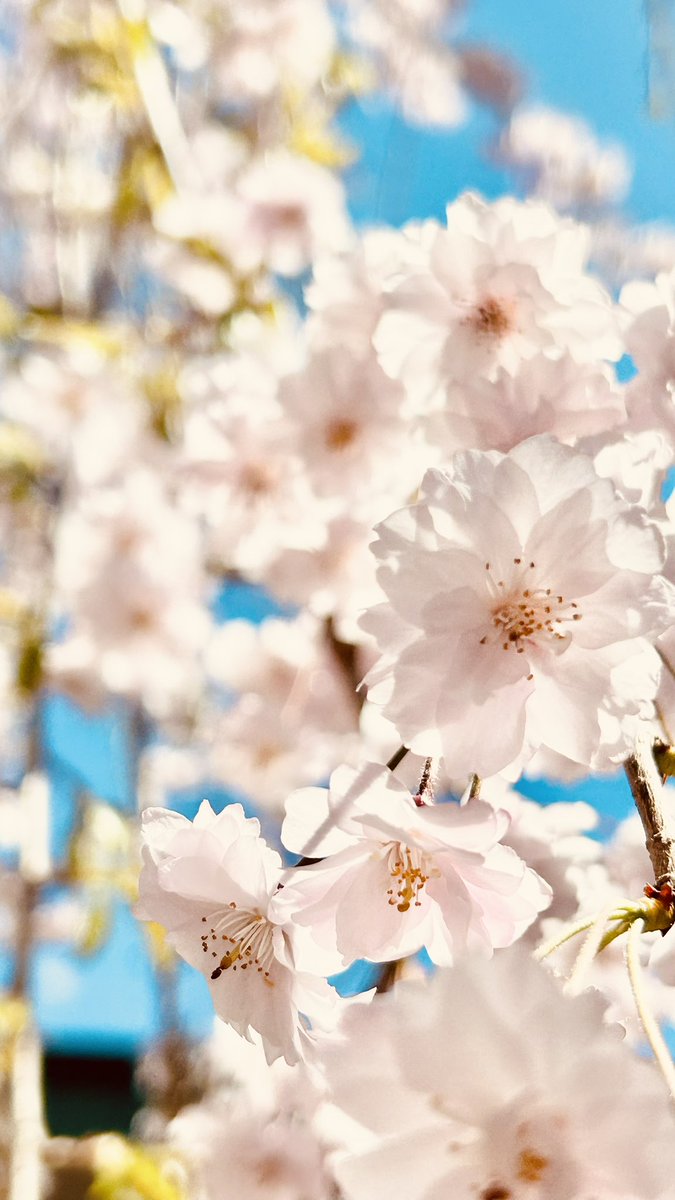 おはよん(๑′ᴗ‵๑)☀️𝙈𝙤𝙣𝙙𝙖𝙮ございます❣️
今日から厚手ジャンパーを脱ぎ秋春用ブルゾンて行きます( *˙ω˙*)و ｸﾞｯ!
今日もゆるっと頑張っていきましょー
#花 #photography #Flowers #推し事 #写真