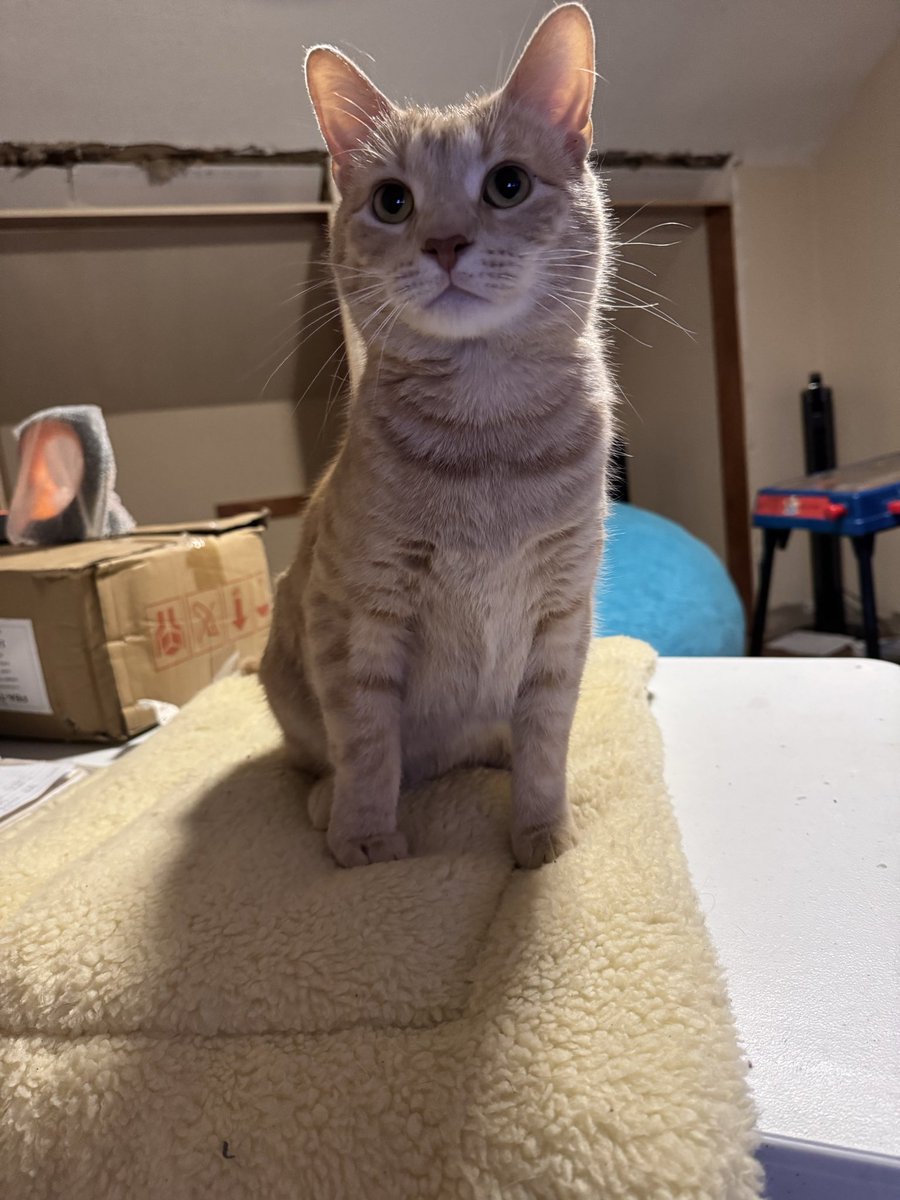 Aleister the Arsenal Keeper | EnVtuber tweet media