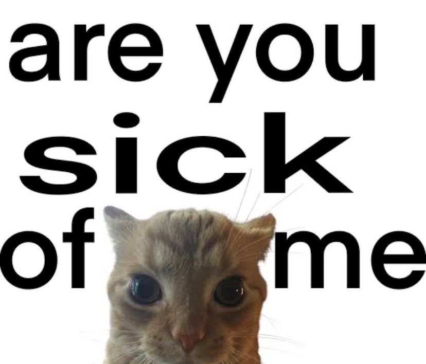 Cat Posted tweet media