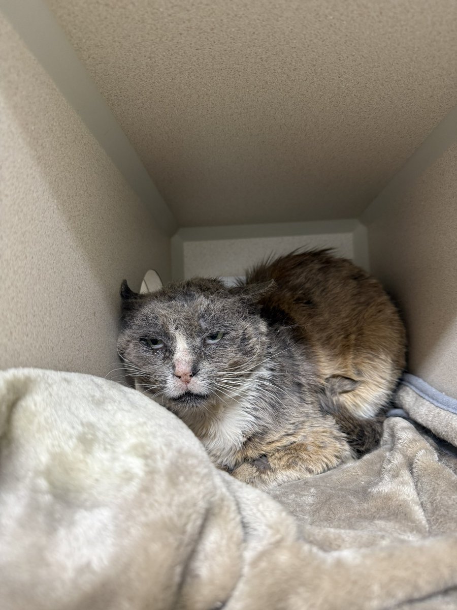 Friends of Bear Cat Rescue tweet media