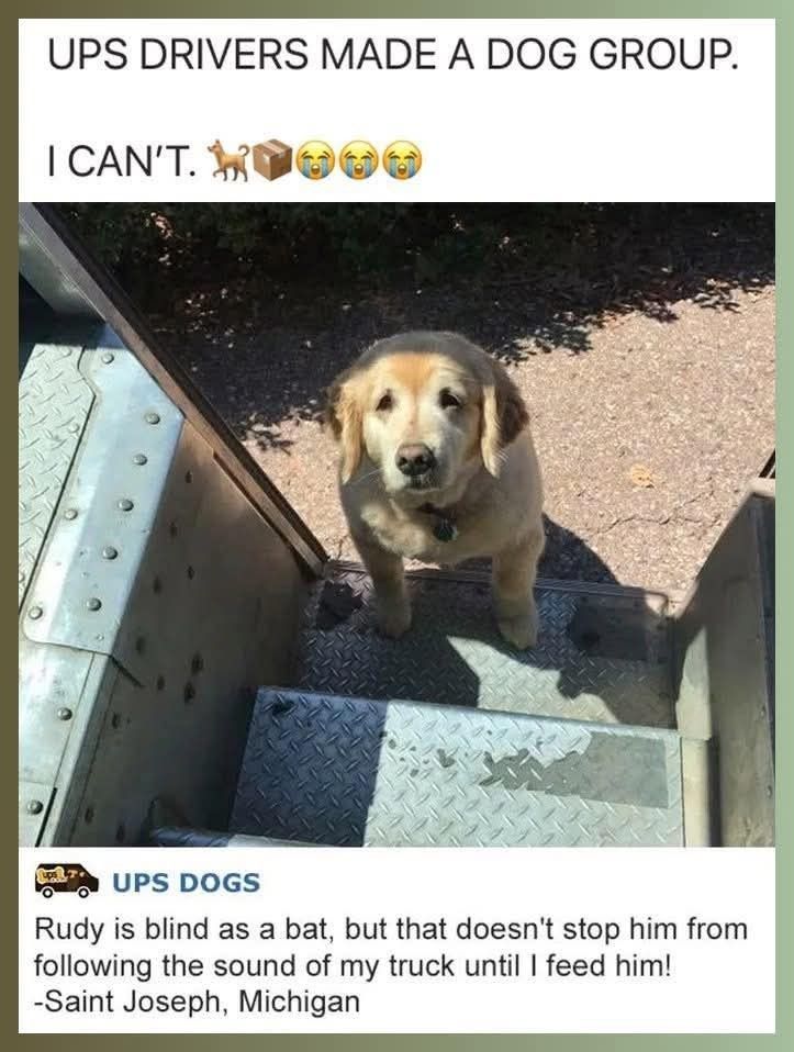 Dog lovers tweet media