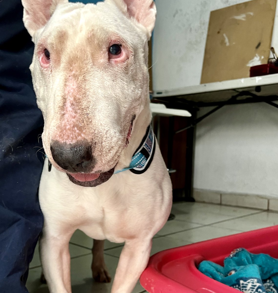 Diego Canales tweet media