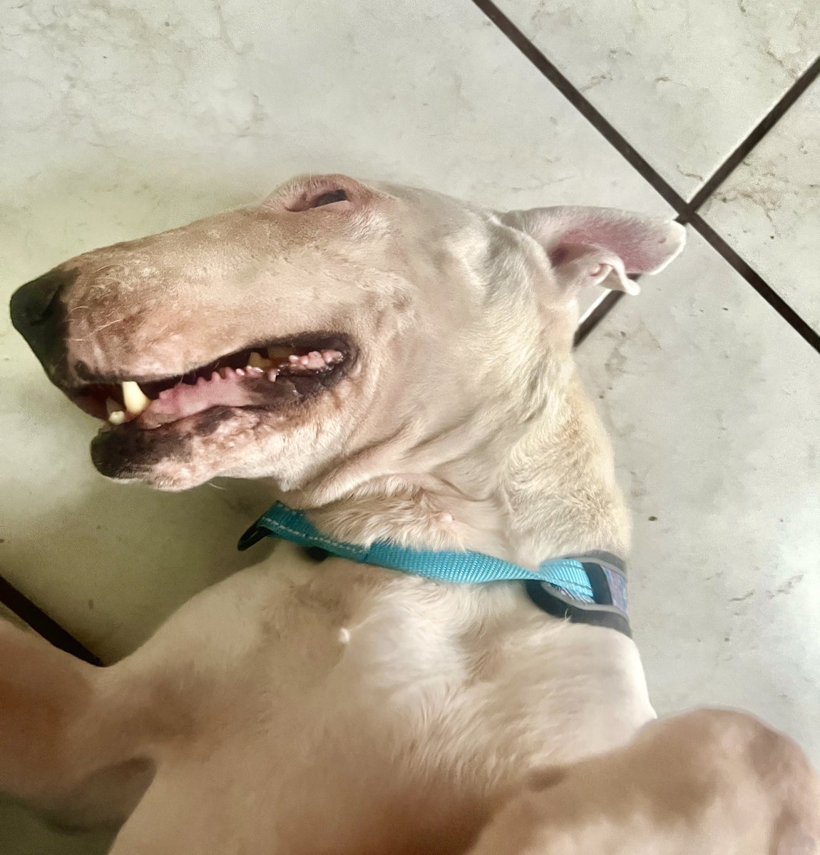 Diego Canales tweet media