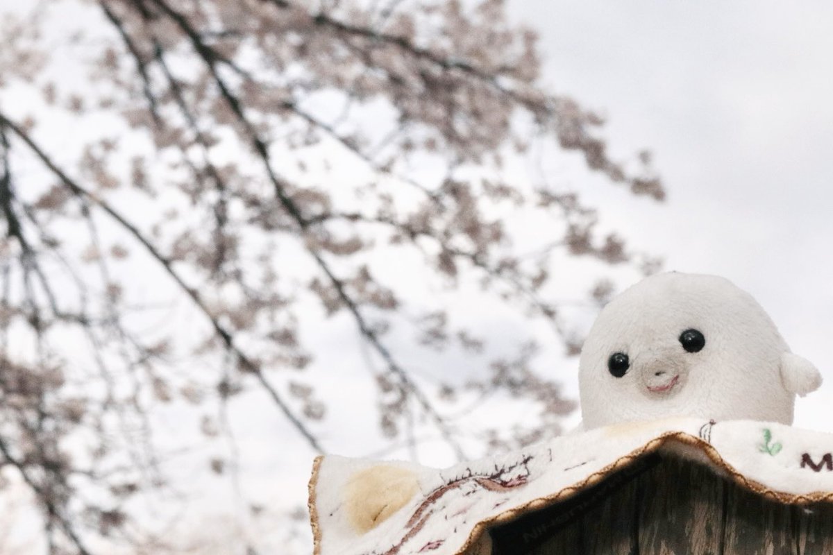 まるぴ tweet media