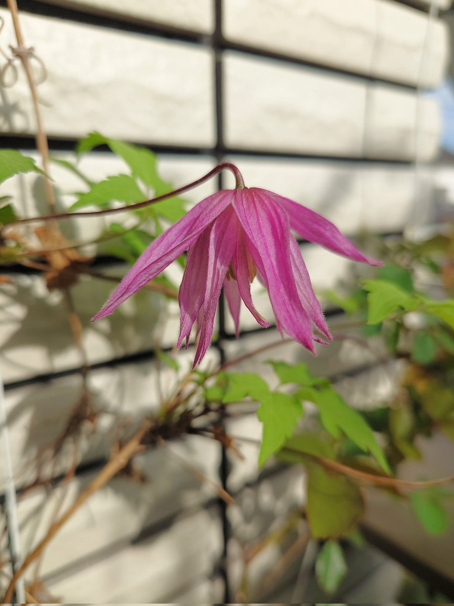 ㌍ おんたん tweet media