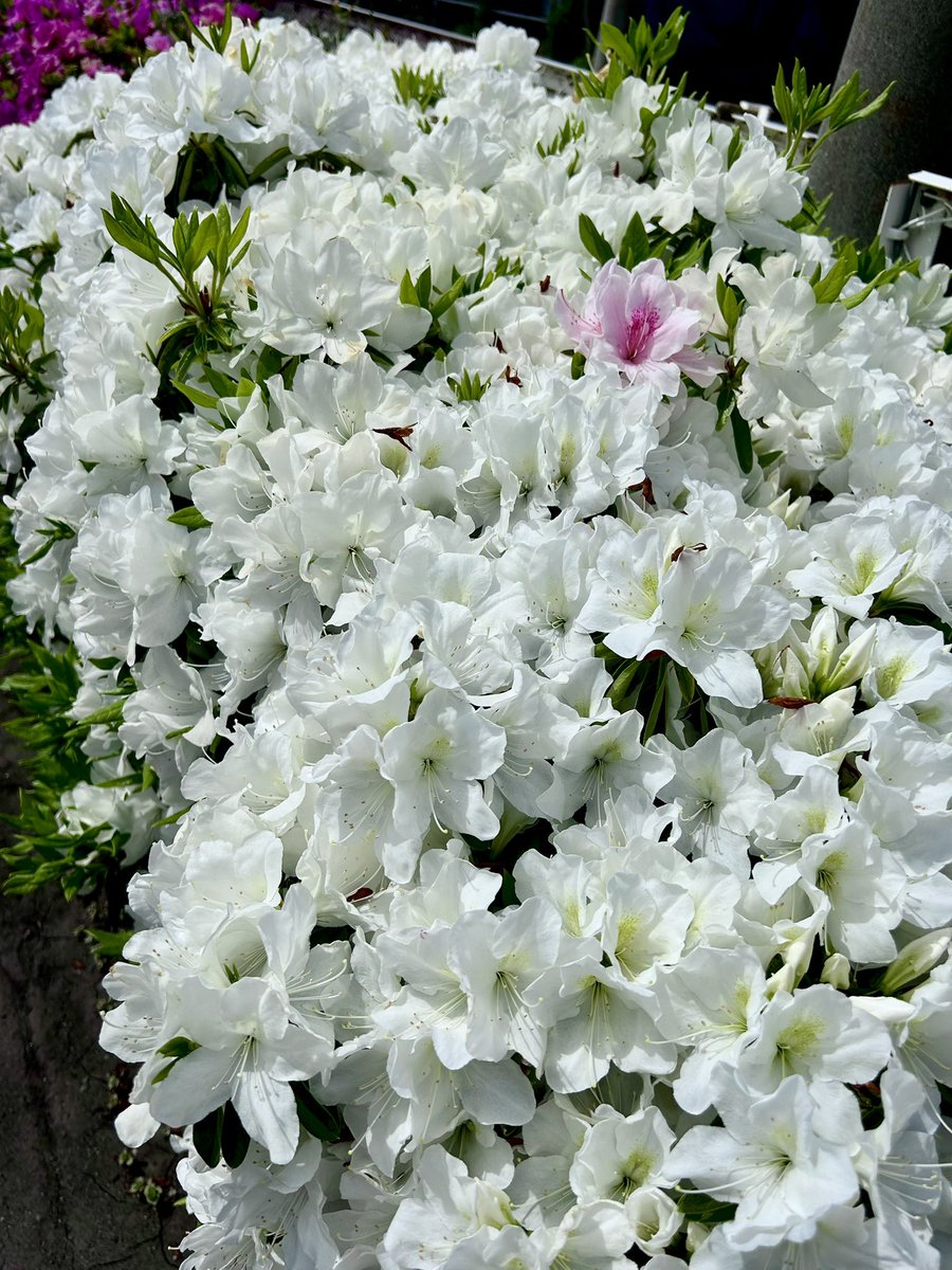 SEXX GEORGE tweet media