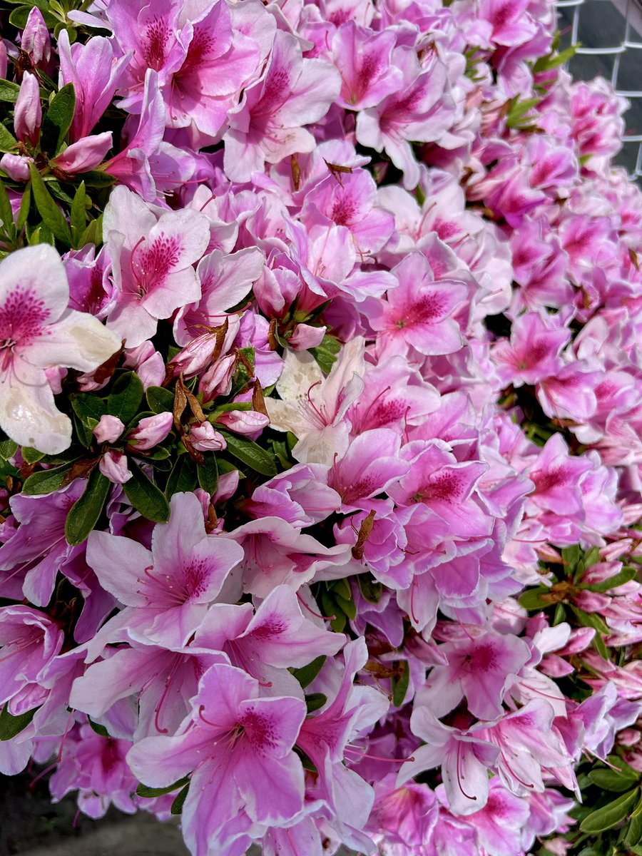 SEXX GEORGE tweet media