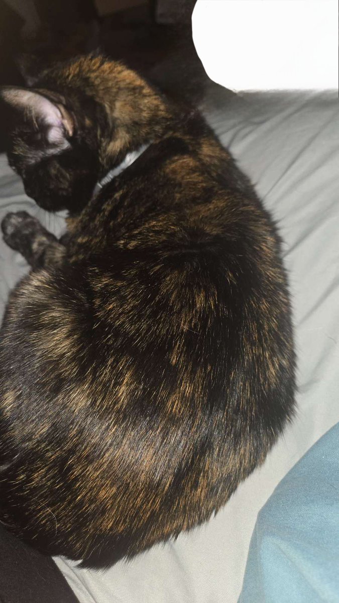 Atticus Proctor tweet media