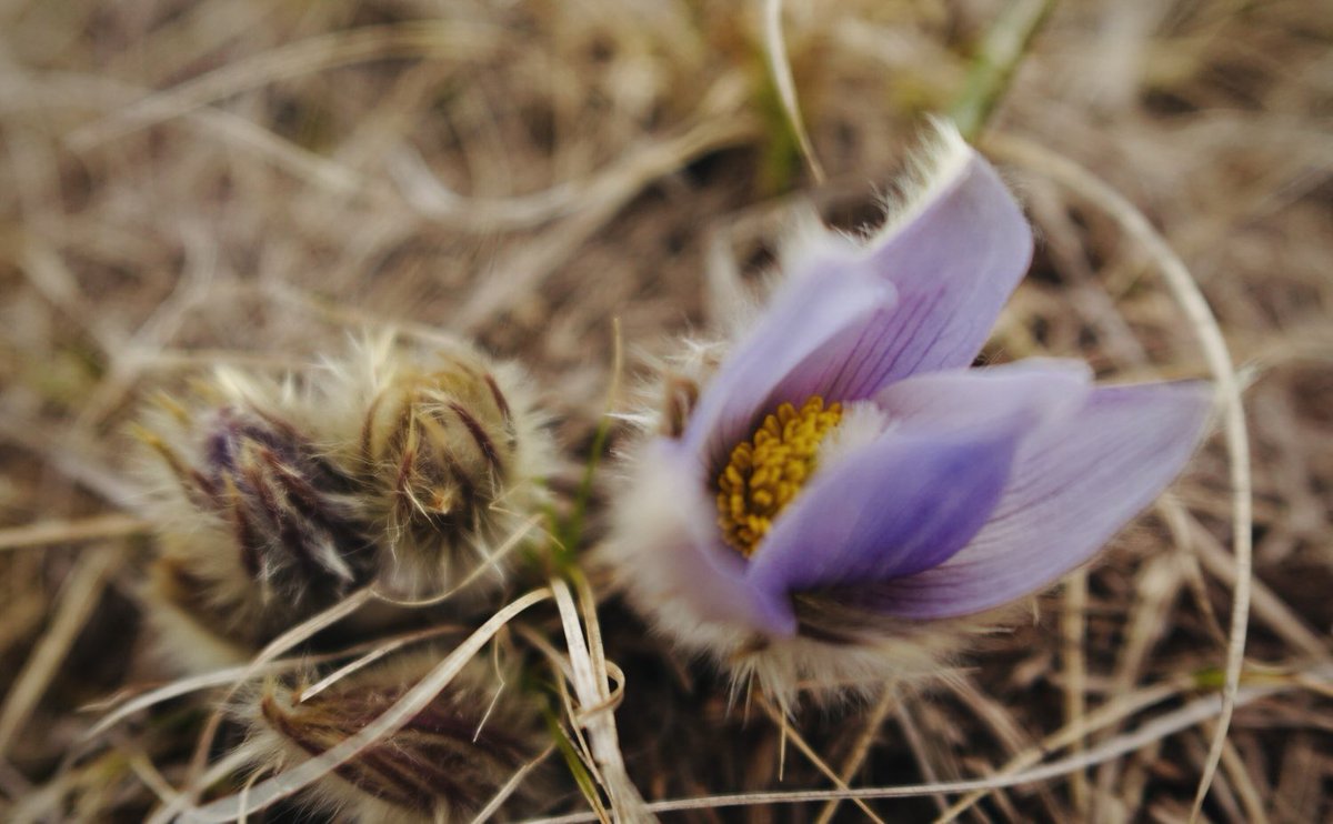 FlatlanderHank's tweet photo. I managed to get out of the house for an afternoon hike. Crocuses were extremely hard to find but I managed to find 4 young ones in bloom, after hiking for more than 2 hours! 🤪

Next weekend they will be so plentiful that they will be impossible to miss!!

#SaskNice https://t.co/JbhaqaCvtL