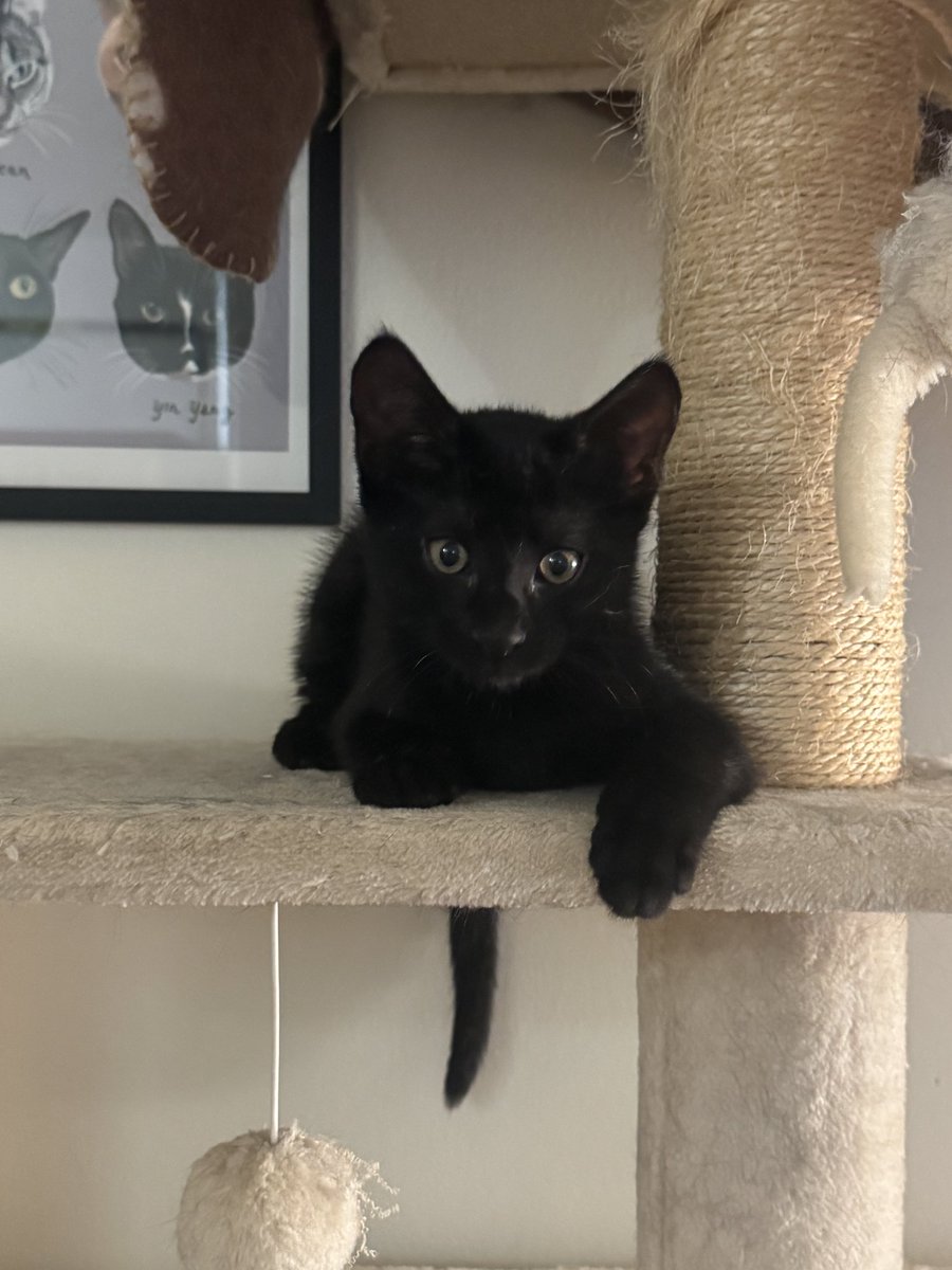 powerful wizerd tweet media