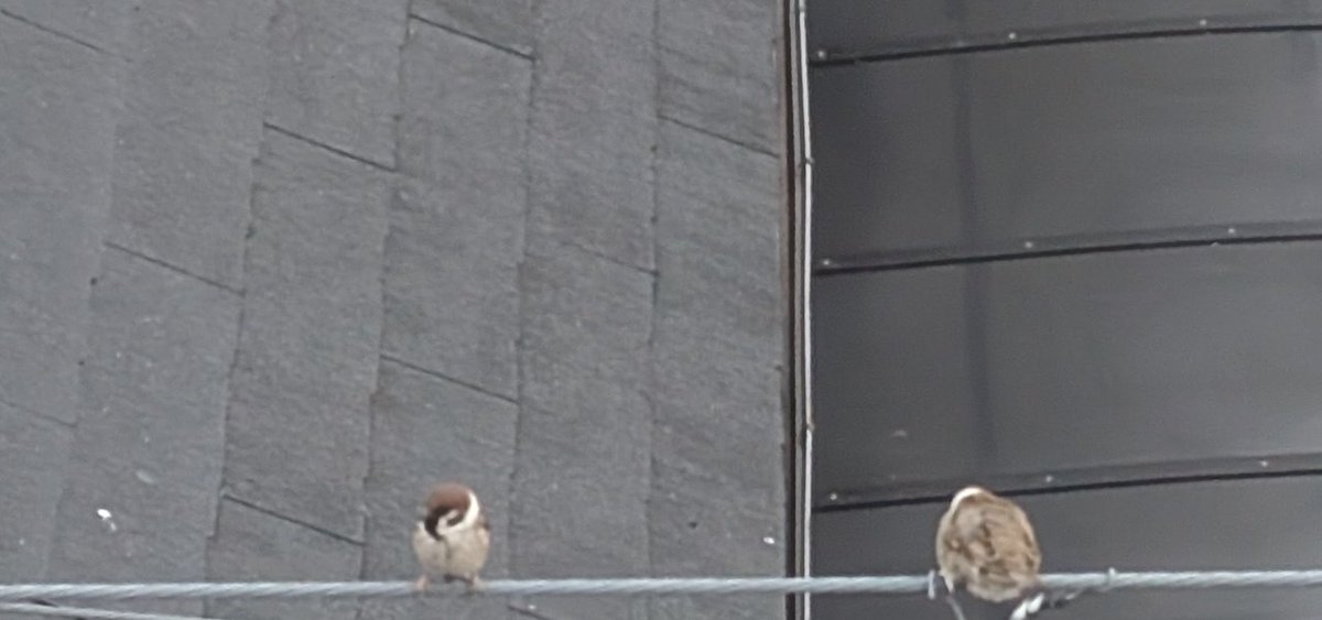 かずきよ tweet media