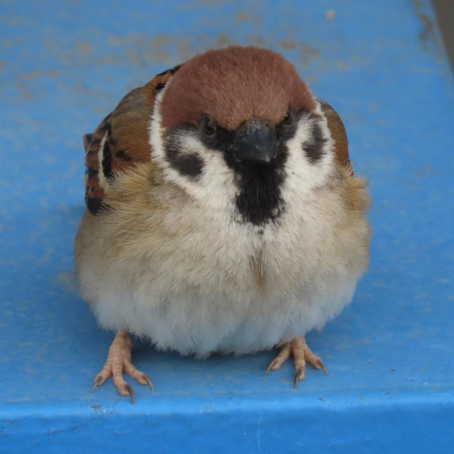 easteaglechun3's tweet image. 今日もいい一日でありますように
#ちゅん活 #すずめ #bird