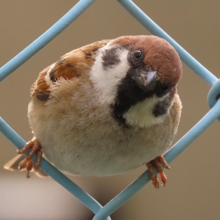 easteaglechun3's tweet image. ｵﾊﾖｯ🐦️
#ちゅん活 #すずめ #bird