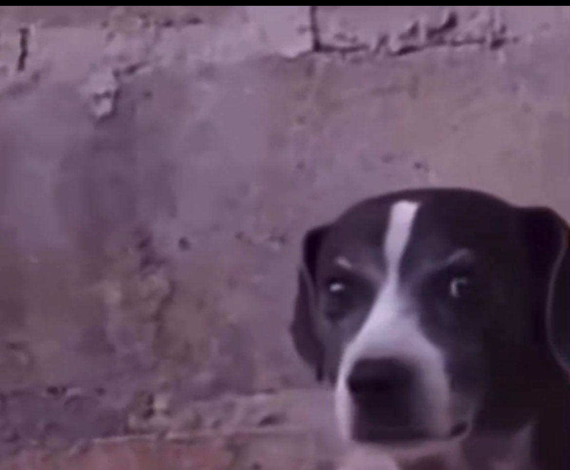 yourfelloweldermillenial tweet media