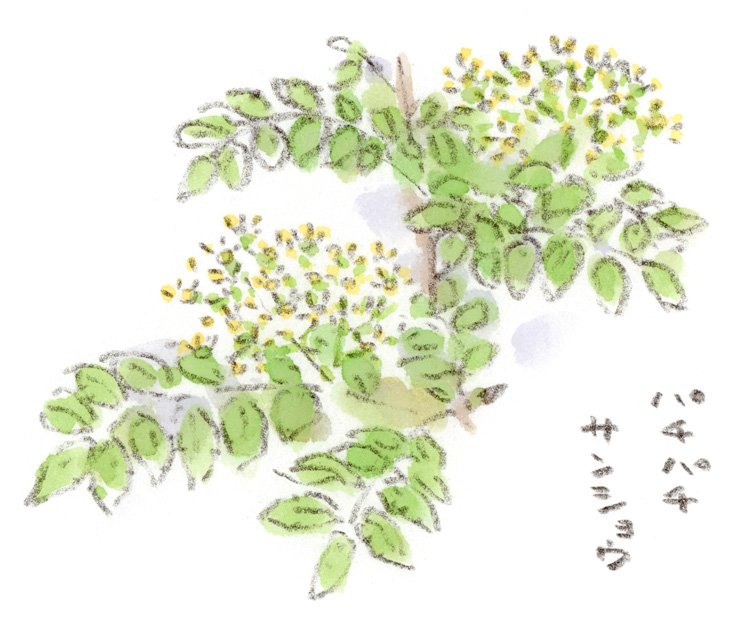 サンショウの雄花が咲いていました。黄色い雄しべがパチパチ花火みたいで可愛らしいです。サンショウには雄株と雌株があり、雄花は花山椒という食材なのだそうです。スケッチついでにちょっぴり試食してみれば良かった（笑）。
#サンショウ  #絵日記  #ぽっこり #道草 #花山椒