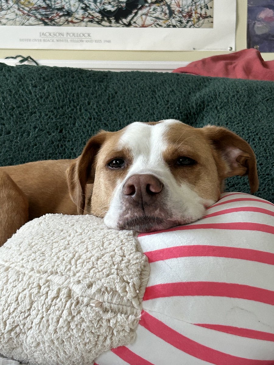 Julia (@midgepurces) on Twitter photo 