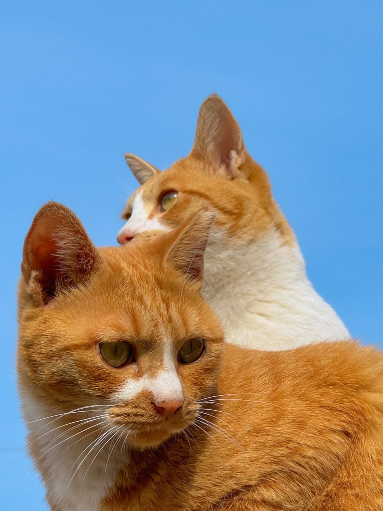 바게트 tweet media