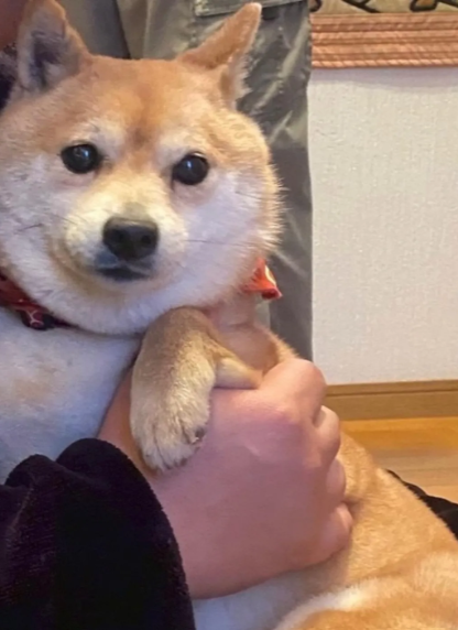 #千葉県  香取市  香取市津宮  4/18逸走   利根川
小柄な #柴犬 ♀️ ひめちゃん 7Kg  左耳に傷  首輪なし  豆柴  
#迷子犬 #迷い犬  東庄町 神埼町 茨城県 稲敷市 潮来市 神栖市
⬇️情報お届け下さい🙏目撃されたら110番で保護依頼を🙇‍♀️
lostpet.jp/51287