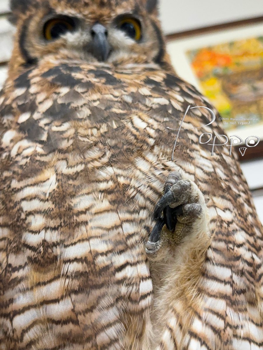 ぽー日誌 tweet media