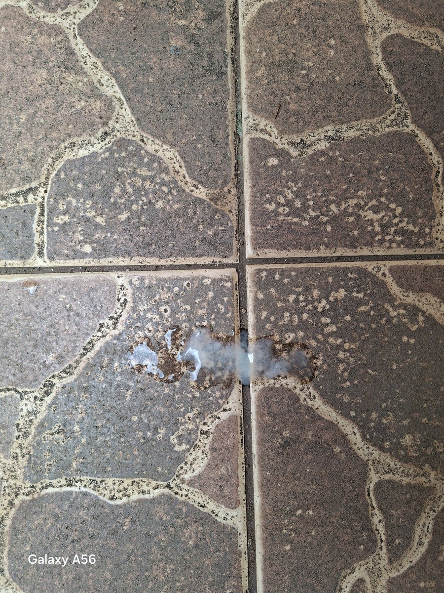 Bear Black 51 tweet media