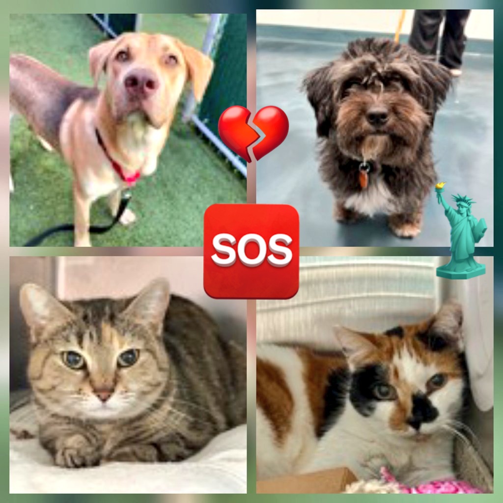 MeowMiya88's tweet image. 📢🇺🇸🗽Please RT🚨 
34 #NYC #cats #dogs need to be rescued by 12pm Tues April 21⏳️ 
🆘️EUTH AT RISK BECAUSE ABANDONED🆘️ 
Adoption/Foster/Transport inquiries Adopt@nycacc.org MLDsavingnycdogs@gmail.com Nycurgentcats@gmail.com Info@amsterdog.org 
newhope.shelterbuddy.com/Animal/List?pa…