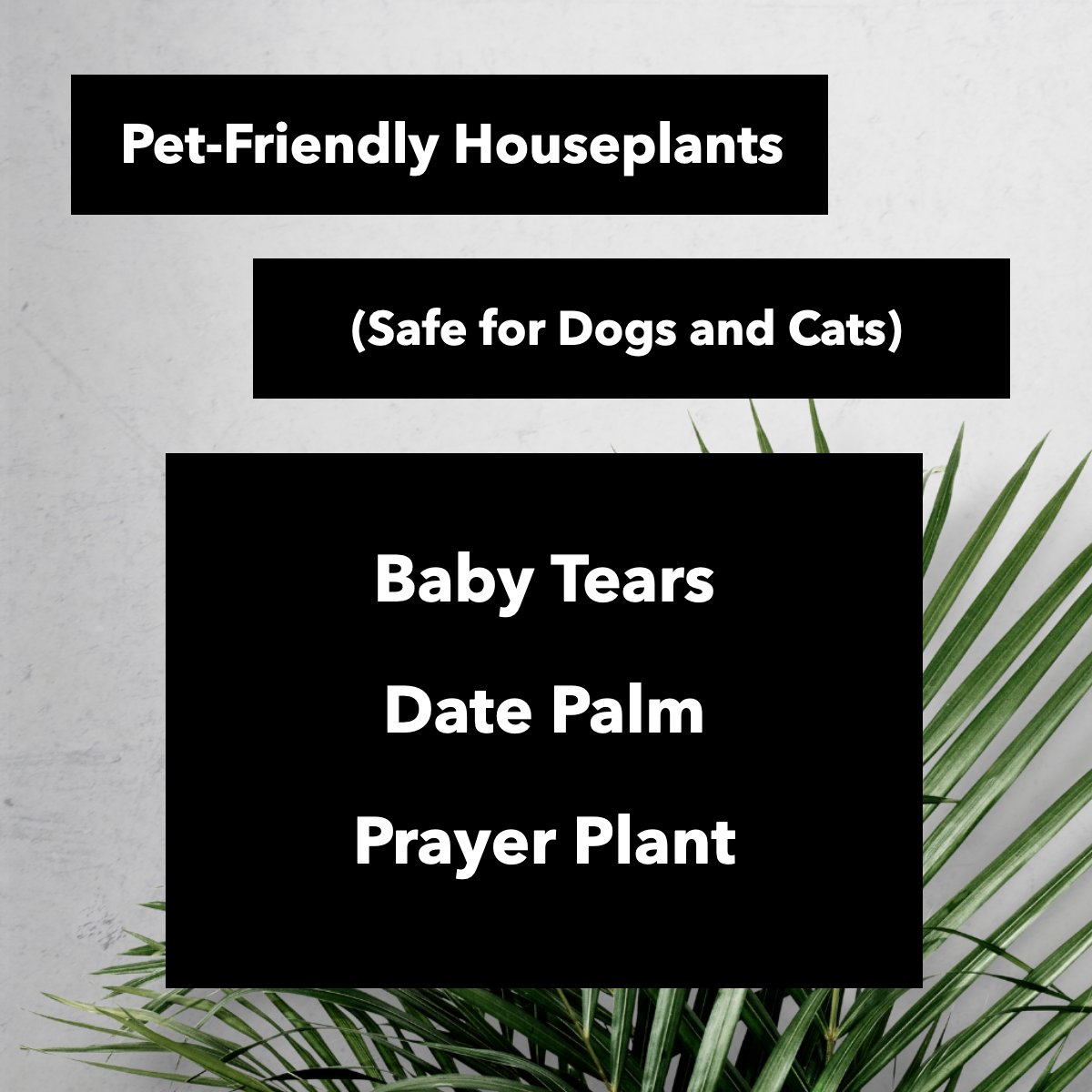 MonicaMendesRE's tweet image. 🐶 Pets and plants don't always play well.

Keep your fur family safe with these pet-friendly plant 🌳 options that are safe for cats 😸and dogs🐶: 

Baby Tears
Date Palm
Prayer Plant

#plant #plants #houseplants #indoorplants #palm #pet #pets