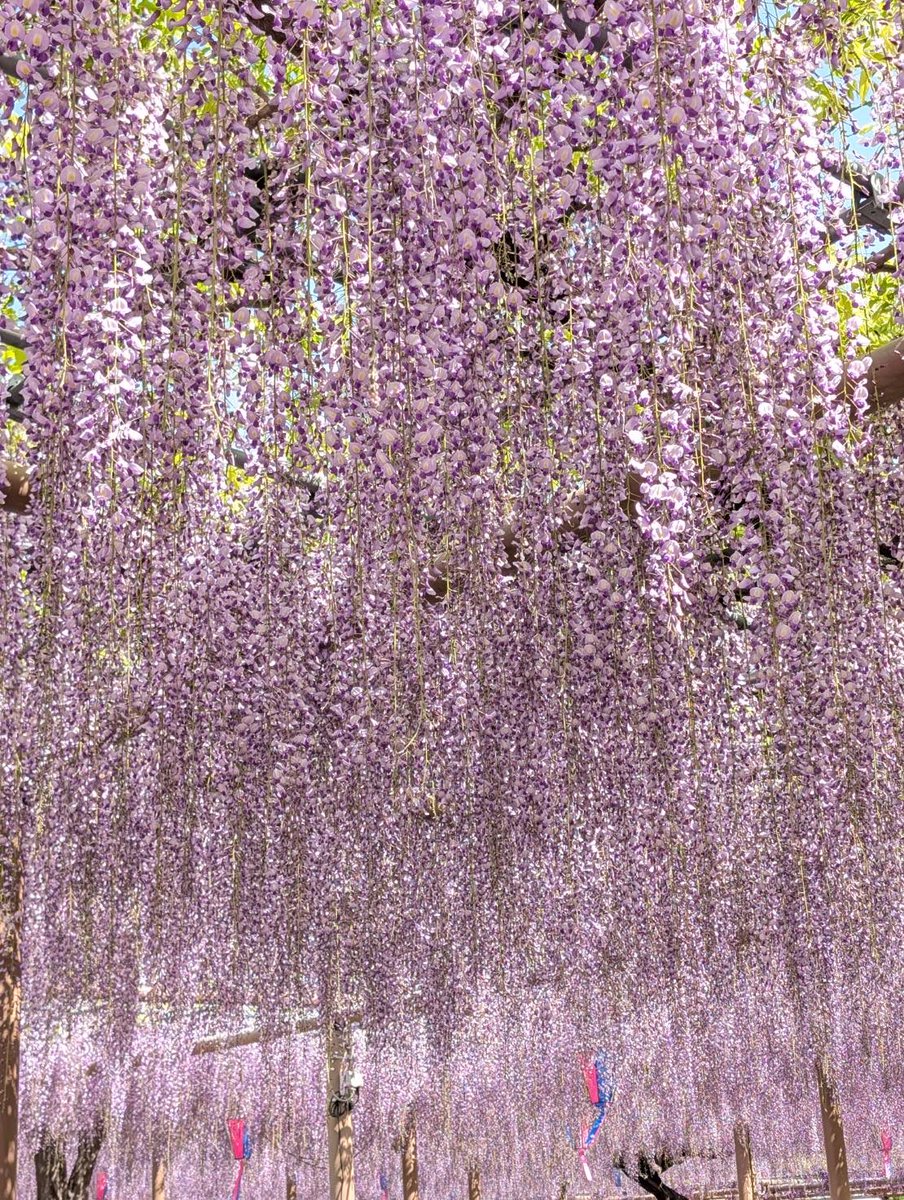 ChikaBoo! tweet media