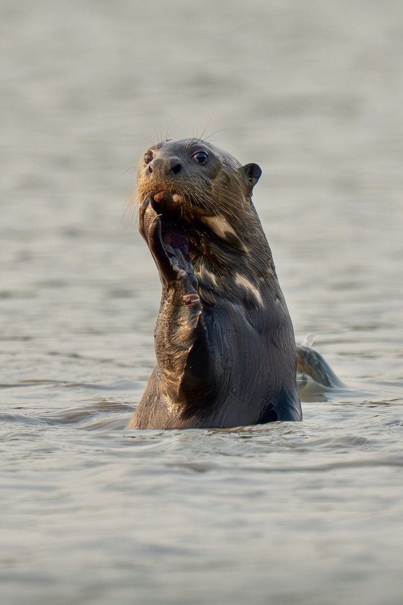 Memo Gómez (Fotógrafo de Naturaleza) tweet media