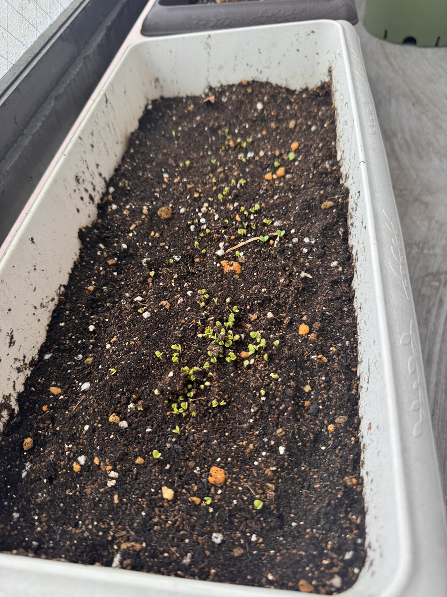 おはようございます(っ﹏-๑)

トマト🍅の苗は順調に育ってきてる！
バジルも芽を出し始めた🌱
大葉とパセリはまだ出てこないw