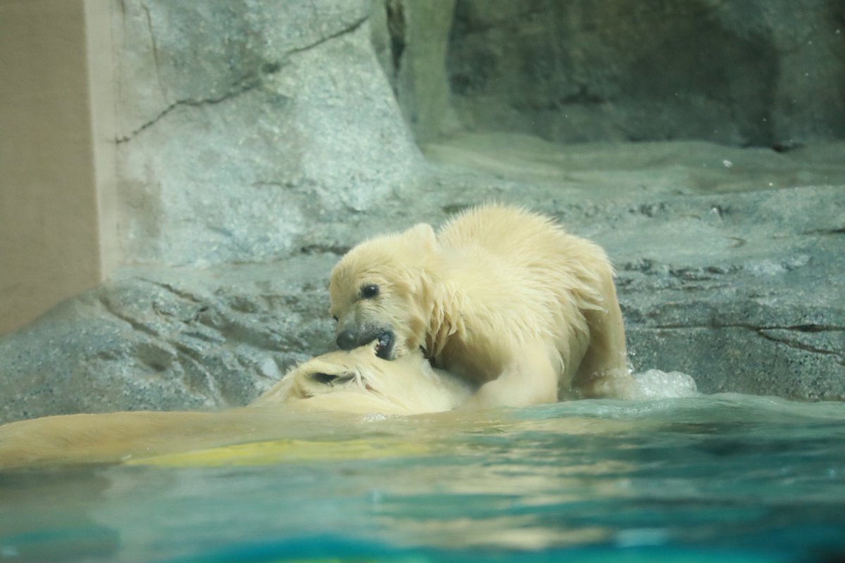 水溜りぃ tweet media