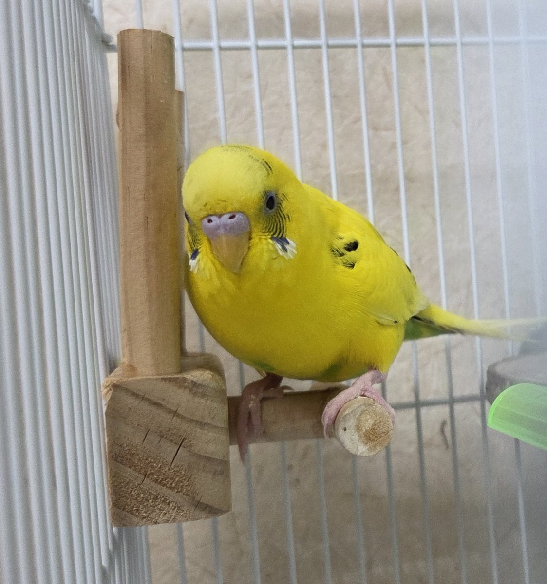 🐣ちーたん🐣 tweet media