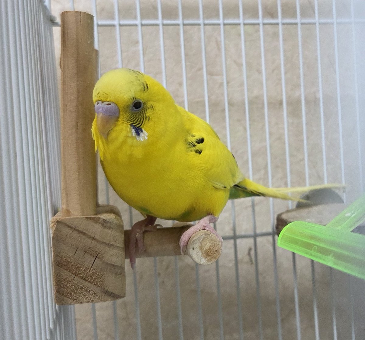 🐣ちーたん🐣 tweet media