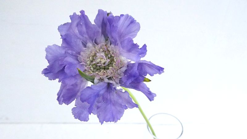 ハナラボノート tweet media