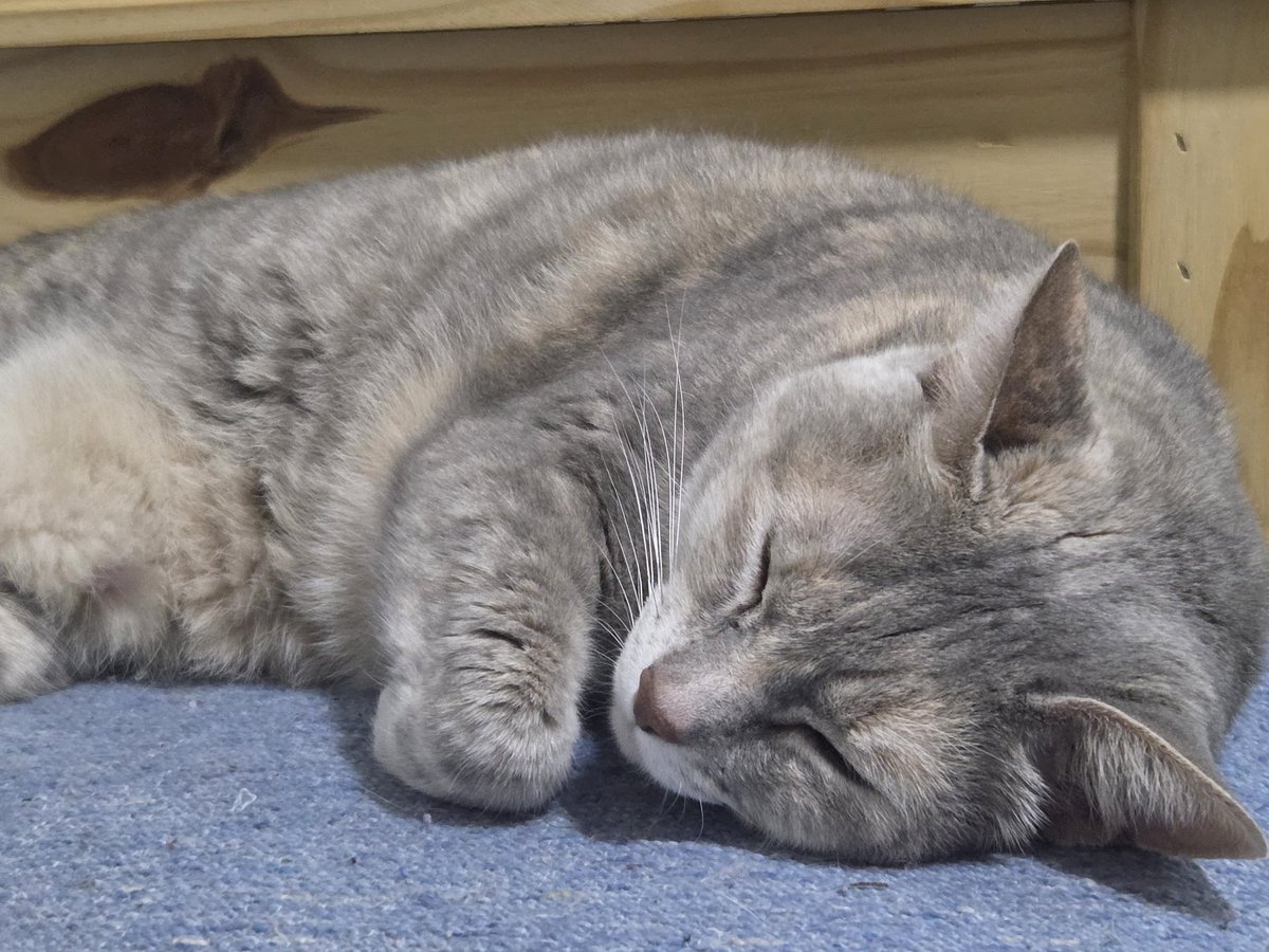 miren la gordita durmiendo<333