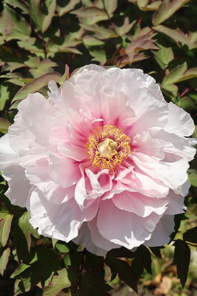 gontanokoneroku's tweet image. Peony 😁

#Photography #Flowers #Peony